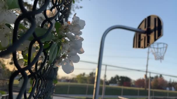Beyaz Çiçekler Tel Örgülü Basketbol Sahasında — Stok video