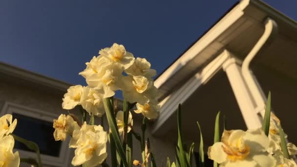 Wormen Oog Uitzicht Bloemen Buurt Voorportaal Van Huis — Stockvideo