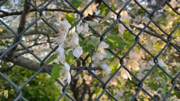 Flores Brancas Através Cerca Ligação Chain — Vídeo de Stock
