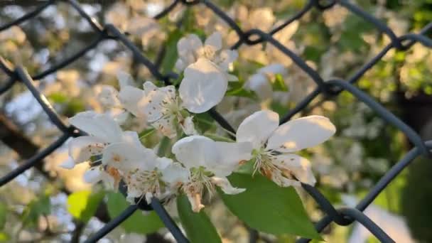 Fehér Virágok Keresztül Láncszem Kerítés — Stock videók