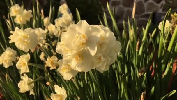 Flores Brancas Jardim Soprando Brisa — Vídeo de Stock