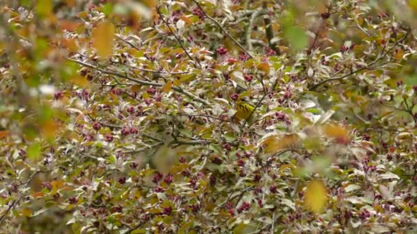 Yellow Breasted Magnolia Warbler Uppflugen Tjock Röd Stängd Budded Spring — Stockvideo