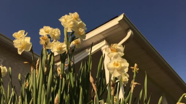 Σκουλήκια Θέα Μάτια Λουλούδια Κοντά Στην Μπροστινή Βεράντα Του Σπιτιού — Αρχείο Βίντεο