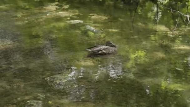 Duck Wilderness Flowing Water Krka National Park Croatia — ストック動画