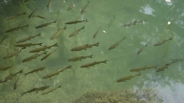 Visschool Helder Water Van Beschermd Ecosysteem Van Krka National Park — Stockvideo