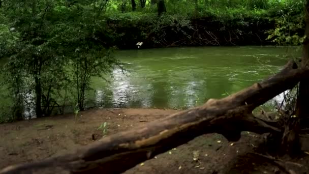 Eine Aufnahme Stamm Eines Abgestorbenen Baumes Ufer Des Schnell Fließenden — Stockvideo