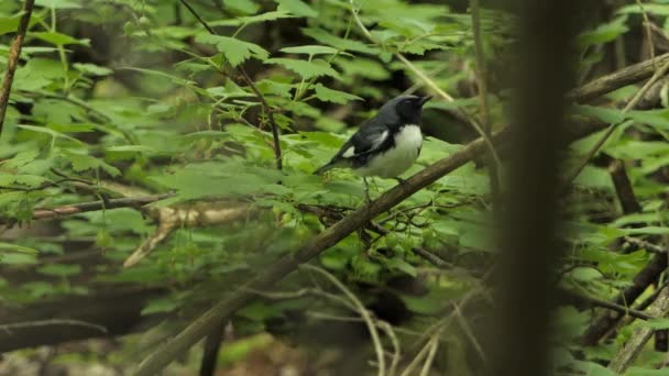 얼룩무늬 블루워 나뭇가지에 날아라 클로즈업 — 비디오