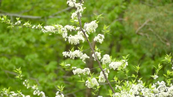 Chestnut Sided Warbler Hopping Branch Looking Food — Vídeo de stock