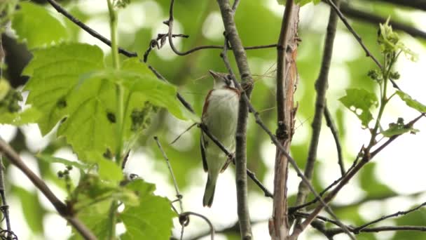 Chestnut Sided Warbler Female Holds Grass Stalk Beak Nest Building — Video Stock