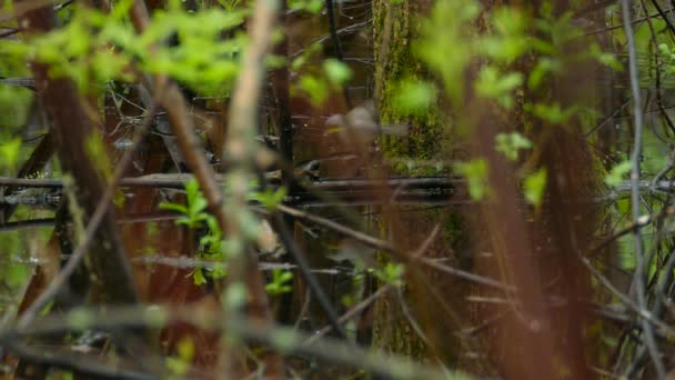 Жовтий Грудей Канади Warbler Hopping Branches Flooded Woodland Вид Через — стокове відео