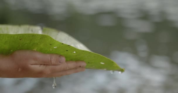 Ein Kind Hält Ein Seerosenblatt Mit Tropfendem Wasser Der Hand — Stockvideo