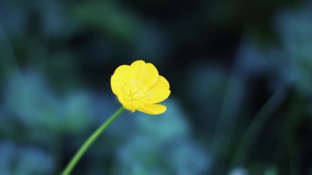 Žlutá Květina Sedmikráska Světlé Dobré Pozadí — Stock video
