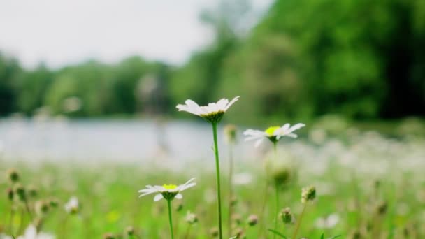 Chamomile Flower Close Lake Blowing Wind — Stock Video