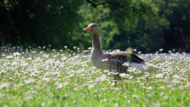 Een Gans Eet Gras Het Park — Stockvideo