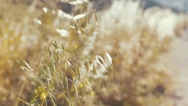 Семена Травы Дуют Ветерок Весеннее Время — стоковое видео