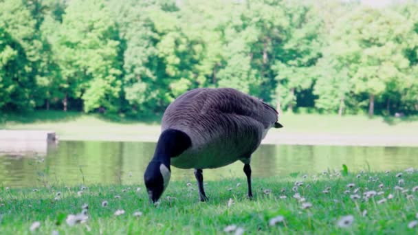 Slow Motion Footage Goose Eating Gras Close Lake Park — Vídeos de Stock
