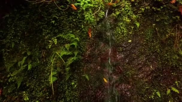 Natural Spring Water Fontes Falls Madeira Island Portugal Panning Shot — Stock Video