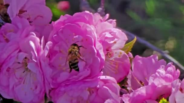 China Tea Fleurs Rose Avec Des Abeilles Domestiques — Video