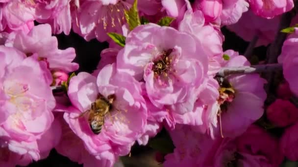 Κίνα Τσάι Τριαντάφυλλο Λουλούδια Μέλισσες — Αρχείο Βίντεο
