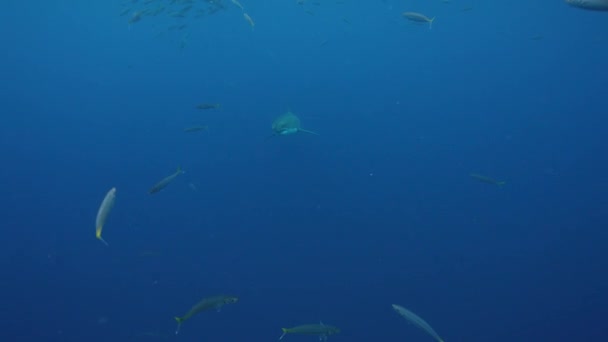 Grand Requin Blanc Apparaît Bleu Rapprochant Nageant Pendant Plongée Cage — Video