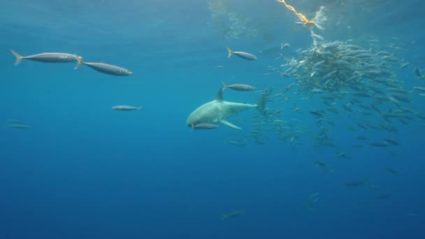 グレートホワイトシャークは 餌の一部の周りの魚の雲の後ろに現れ メキシコのグアダルーペ島でケージダイビング中に接近して泳いでいます スローモーションショット — ストック動画