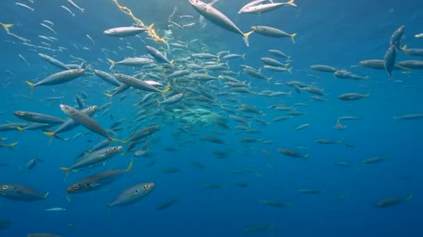 Great White Shark Aparece Detrás Una Nube Peces Cebo Acercándose — Vídeo de stock