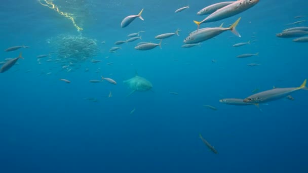 Wielki Biały Rekin Zbliża Się Przynęty Zbliżając Się Pływając Klatce — Wideo stockowe