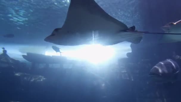 Whitespotted Eagle Rays Zwemmen Helder Water Met Helder Licht Achtergrond — Stockvideo