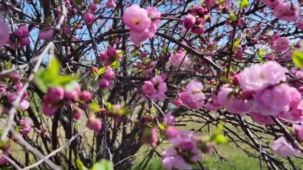 China Tea Rose Flores Com Abelhas Transformando Câmera — Vídeo de Stock