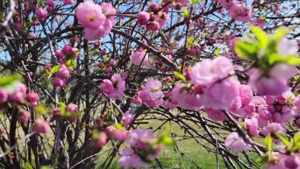 China Chá Rosa Flores Com Abelhas Faixa Tiro — Vídeo de Stock