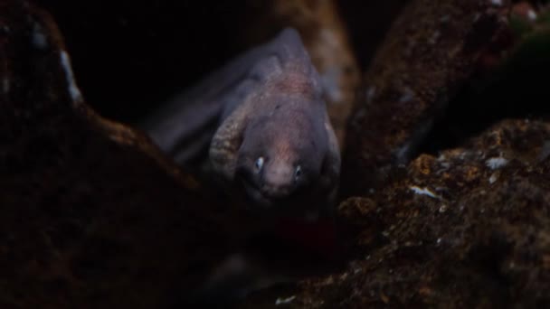 Zbliżenie Podmorski Moray Eel Białymi Oczami Gymnothorax Thyrsoideus Podwodne — Wideo stockowe