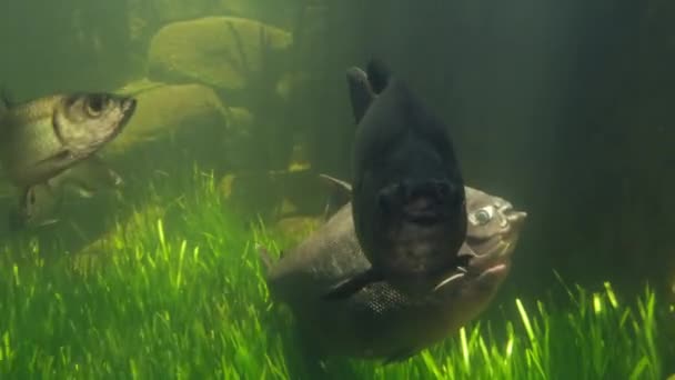 Zoetwater Vissen Zwemmen Een Aquarium Met Neptunus Gras Onderwater — Stockvideo