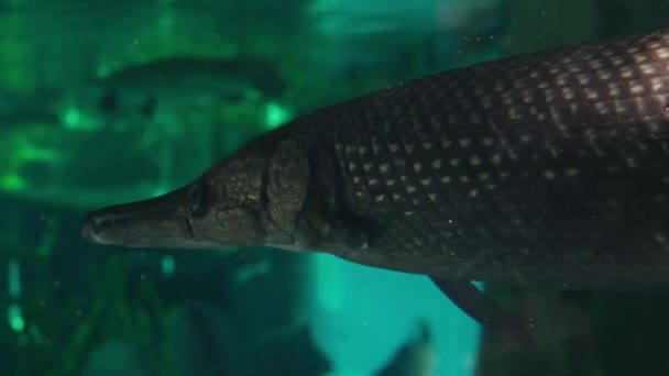 Akvaryumda Yüzen Kuzey Pike Balıklarına Yaklaş — Stok video