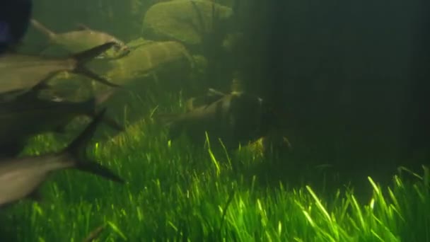 Різноманітність Морських Риб Які Плавають Акваріумі Морськими Пейзажами Під Водою — стокове відео