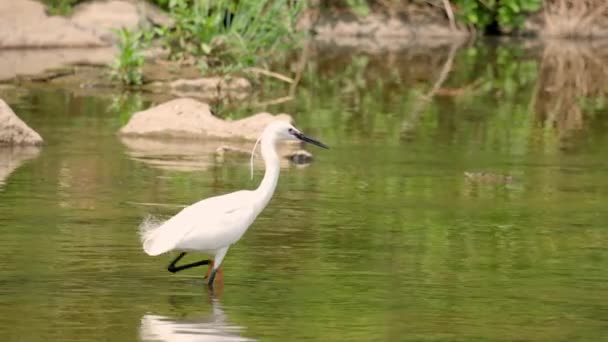 Egret Walking Water Hunt Fish Yangjae Stream Yangjaecheon Corea Del — Video Stock
