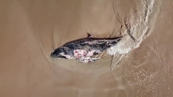 Drone Tiro Afastando Uma Baleia Morta Apareceu Praia — Vídeo de Stock