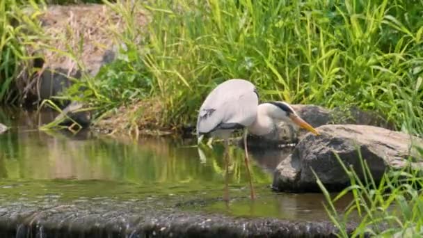 Heron Comendo Peixes Água Doce Yangjae Córrego Com Grama Verde — Vídeo de Stock