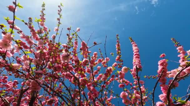 China Tea Rose Flowers Honeybees Looking Sky — стоковое видео