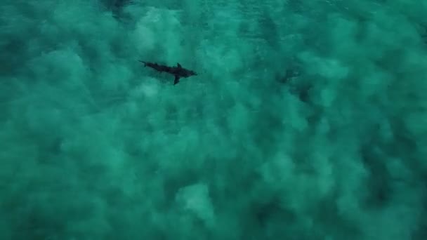 Удар Дрона Над Большой Белой Акулой Плавающей Мелководье — стоковое видео