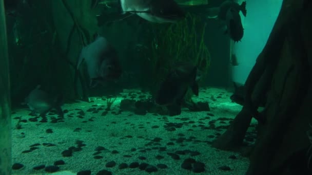 Grandes Peces Arrecife Nadando Bajo Océano Bajo Agua — Vídeos de Stock