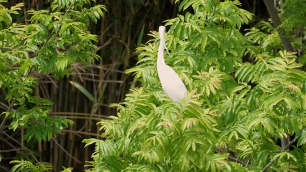 Little Egret Hoog Bamboe Tree Takken Take Wing Slow Motion — Stockvideo