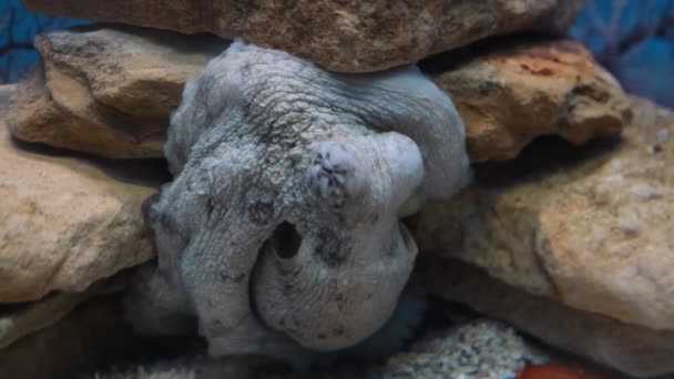 Χταπόδι Στον Βράχο Του Ωκεανού Κλείσιμο — Αρχείο Βίντεο
