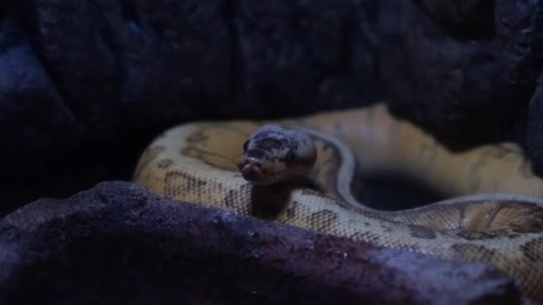 Boa Constritor Espécie Serpente Não Venenosa Corpos Pesados Perto — Vídeo de Stock