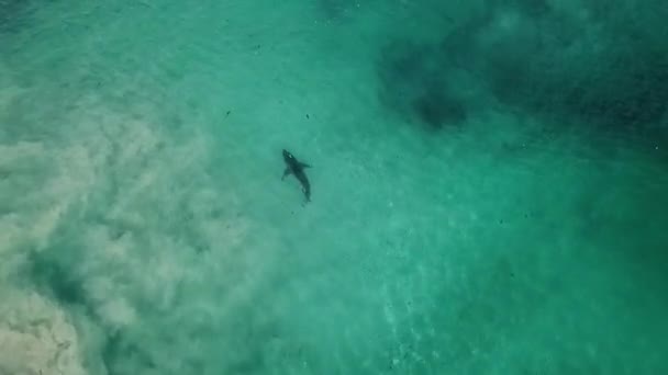 Dron Záběr Velkého Bílého Žraloka Plovoucího Mělké Vodě — Stock video