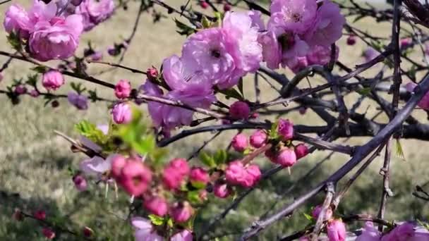 China Chá Rosa Flores Com Abelhas — Vídeo de Stock