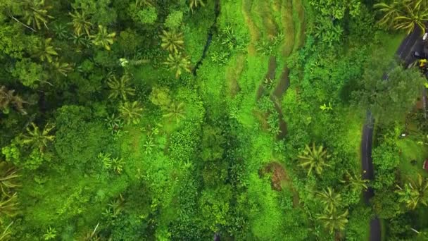 美丽的电影Ubud 巴厘无人驾驶飞机镜头异国情调稻田 小农场和农林种植园 使用Dji无人机在全Hd 1080P中拍摄这段自然空气画面 — 图库视频影像