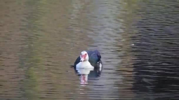 Primo Piano Colpo Statico Anatra Nel Lago Castieiras Pontevedra Galizia — Video Stock