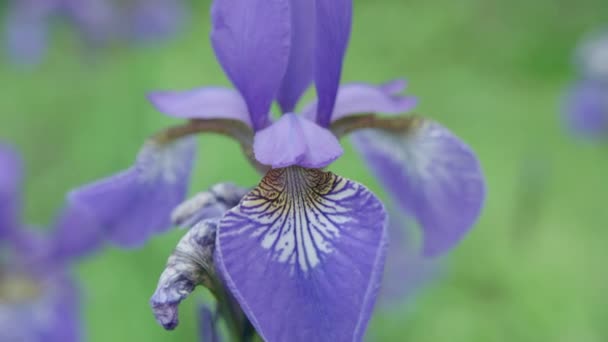 Honeybee Leaving Beautiful Purple Iris Collecting Nectar — Stock Video