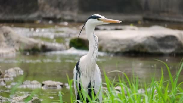 Szürke Heron Közelsége Dél Koreai Yangjaecheonban Zárás — Stock videók