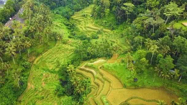 Lindo Ubud Cinematográfico Bali Drone Imagens Com Terraço Arroz Exótico — Vídeo de Stock